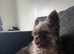 Fluffy French bulldog