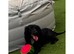 Toy cockapoo puppies