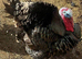 Turkeys for sale