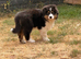 Stunning Australian Shepherd Female Puppy