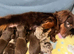 KC PRA clear long haired mini dachshund puppies