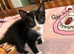 Mixed breed kittens
