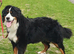 2 Lovely Bernese Girls looking for new homes