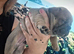 French bulldog pups (kc reg )