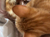 Ginger me kitten