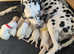Canine ultrasound -  If your dog  is pregnant I can scan her to confirm pregnancy or tell you how many pups she is expecting .  I'm based in Abergaven