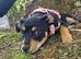 7month old female Staffy cross jack Russell