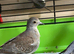 Diamond Doves x 6 this years birds