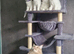 TICA REGISTERED MAINECOON KITTENS