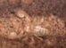 Gold large claw Scorpion