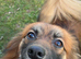 18 month female pomchi