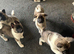 I have seven gorgeous American Akita father pure bread