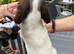 Ready Now Cheeky Springer Spaniel Pups