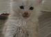 Full mainecoon kittens