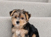 ️Beautiful puppies looking for their forever homes.
