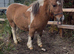 Beautiful dun and white gelding