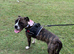 Forever Home Wanted for a Beautiful Boxer Mix