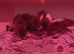 Baby pet rats ready to leave 3rd November.