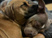 Staffordshire bull Terrier/American Staffy Puppies