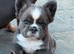 Frenchie puppy