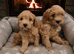 Cavapoo puppys