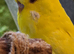 Exhibition Budgie