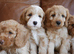 Quality Health Tested F1b Miniature Cavapoo Puppies