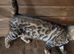 Rosette bengal female