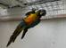 Rare stunning hybrid macaw milligold macaw