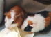 Pair of baby Guinea pigs