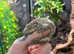 Brosse x Moro Leachianus Giant Gecko at Birmingham Reptiles