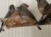9 x Baby finch