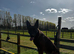 Belgian Malinois