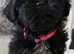 Shih tzu Kent