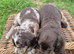 Cocker spaniel puppies