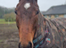 Stunning 4 year old TB Gelding
