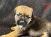 Border terrier puppies