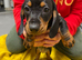 Only 1 girl left very small dachshund girl
