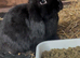 2 lop bunnys