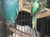 Pair of young cocks