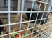 Two male Guinea pigs