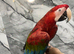 Friendly HandReared Super Tame Cuddly Greenwing Macaw Parrot