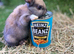 Bunnies for sale now!