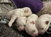Beautiful Maltese Puppies Looking for Loving Homes