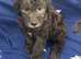 Bedlington terrier puppies Only 3 boys available