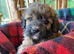 Branston + Pickles. Top Quality Cavapoo Babies. Looking for Mummy and Daddy..