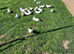 Fantail Doves/pigeons