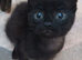 Black fluffy tortoise shell female kitten