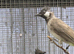 Himalayan crested white cheek bulbuls