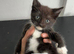 Kittens for sale